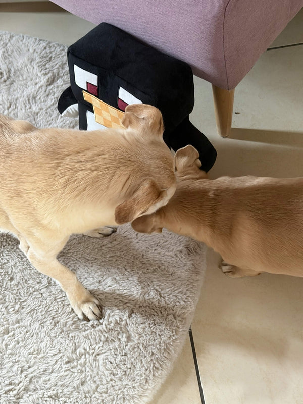 My dogs love Mini Monty xD